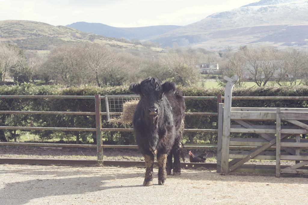 Vila Tyddyn Perthi Farm Llanberis Exteriér fotografie